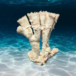 Pink Ocean Coral Reef Pilar Pavona Cactus Natural Ocean Treasure Home Decor